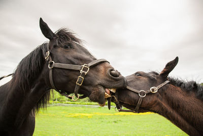 Horses on a field