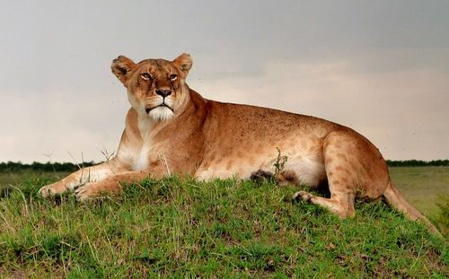 Portrait of lion relaxing on field against sky