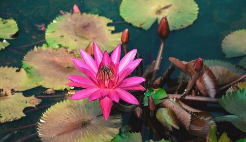 Close-up of pink lotus water lily in lake