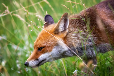 Close-up of fox on field