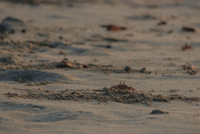 Close-up of insect on sand