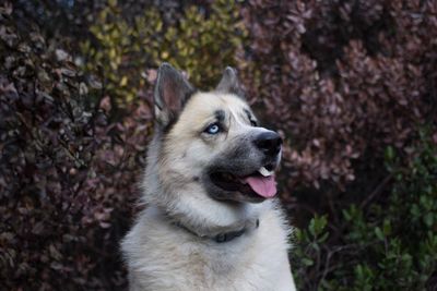 Close-up of dog