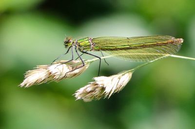 Close-up of insect on leaf