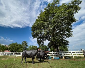 Horses standing in ranch against sky