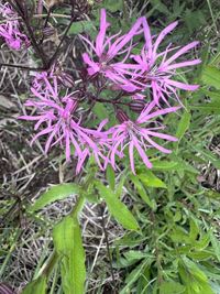 plant