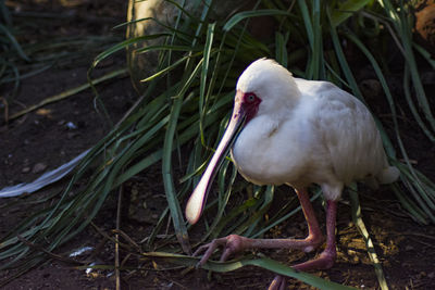 Close-up of duck on field