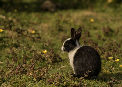 Wild rabbit looking away on field