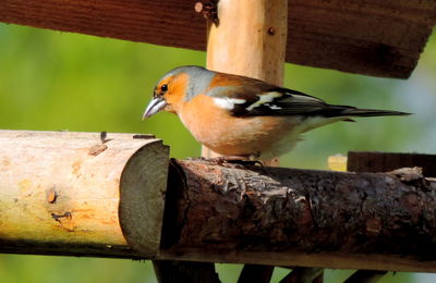 Close-up of bird perching on wood