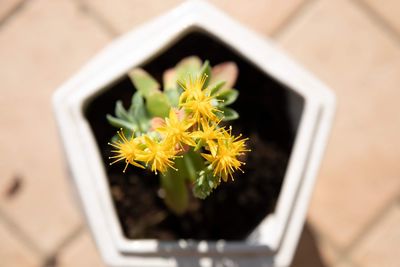 Close-up of yellow flower pot on potted plant