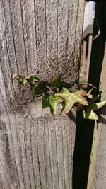 Close-up of plant growing on tree trunk