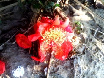 High angle view of red flowering plant on field