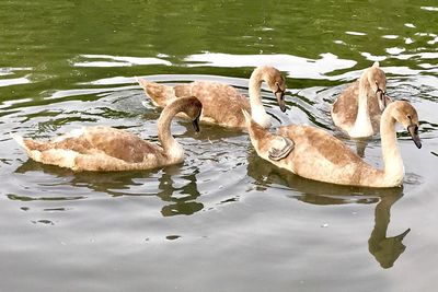 Swan swimming on lake