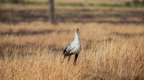 View of bird on field