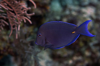 A blue tang fish in the wild in roatan, honduras.