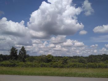 Trees on landscape against sky