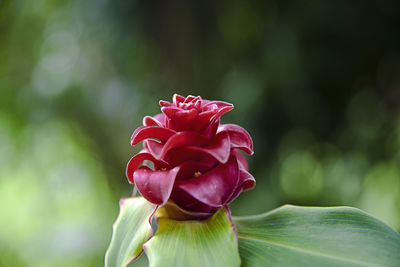 Close-up of red rose flower