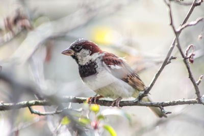 Close-up of bird perching on tree