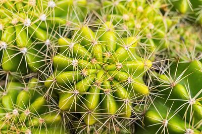 Full frame shot of cactus plant