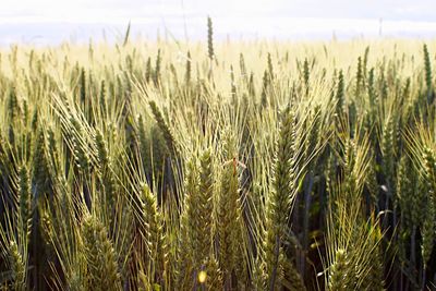 Close-up of stalks in field