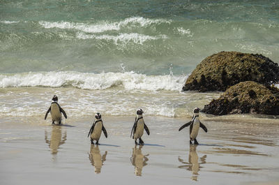 African penguins returning to beach from sea at boulders beach in simon's town, south africa.
