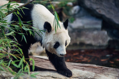 View of animal in zoo