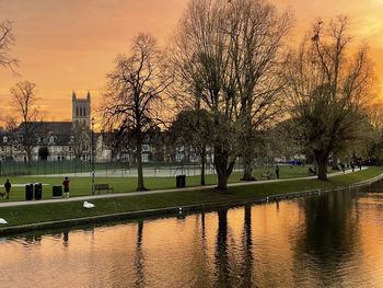 Trees in park at sunset