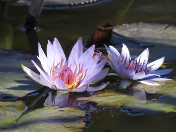 Close-up of water lily in lake