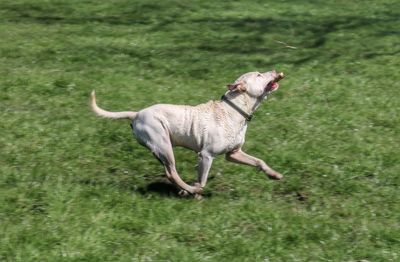 Full length of a dog running on field