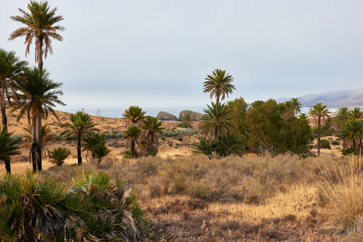 Scenic view of trees on desert against sky