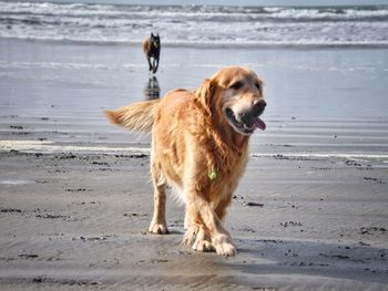 Dog standing on beach