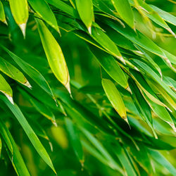 Full frame shot of green leaves