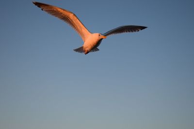 Low angle view of bird flying in sky