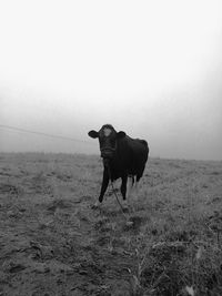 Cow on field against clear sky