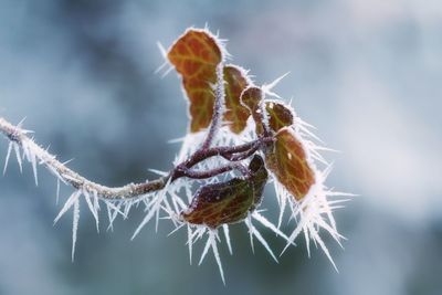 Close-up of snow on leaf during winter