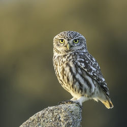 Close-up portrait of owl perching outdoors