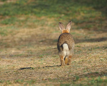 Lion standing on land