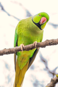 Close-up of bird perching on branch