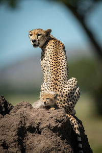 Cheetah on land in forest