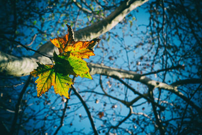 Low angle view of maple leaves on tree against sky