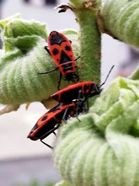 Close-up of insect pollinating on flower