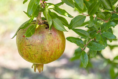 Close-up of apple growing on tree