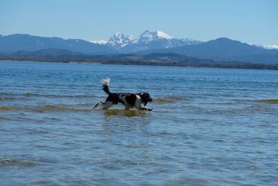 View of a dog in the sea