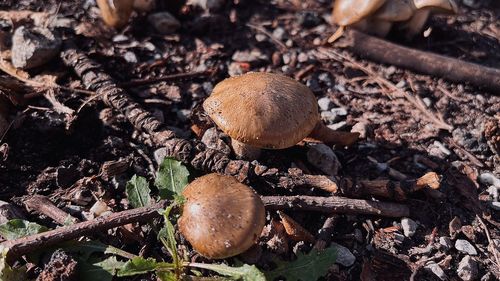 Close-up of mushrooms growing on field