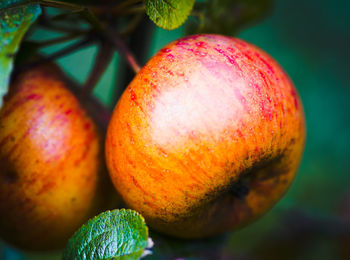 Close-up of apples