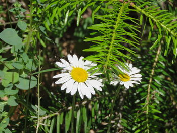 Close-up of white flowering plant