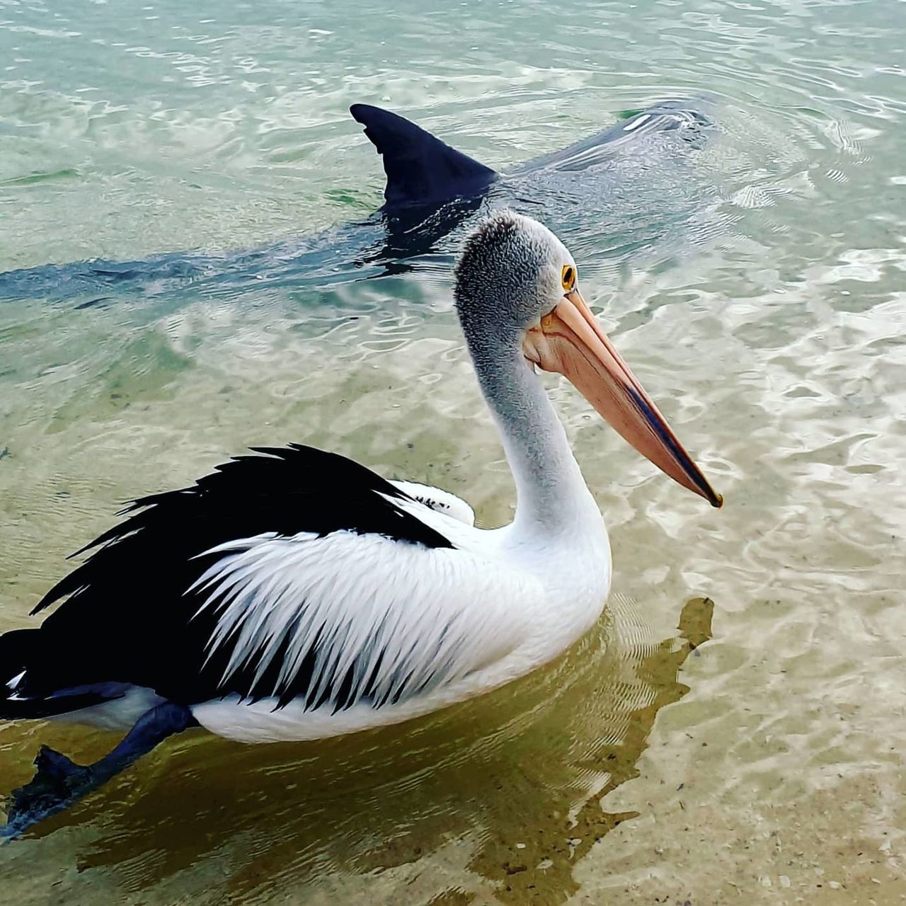 BIRD SWIMMING IN LAKE