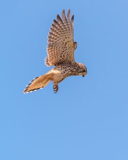 Low angle view of eagle flying against clear blue sky