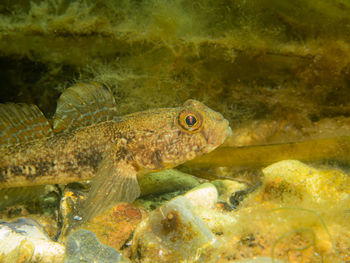 A close-up picture of a sandy goby, pomatoschistus minutus