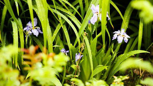 Close-up of flowers