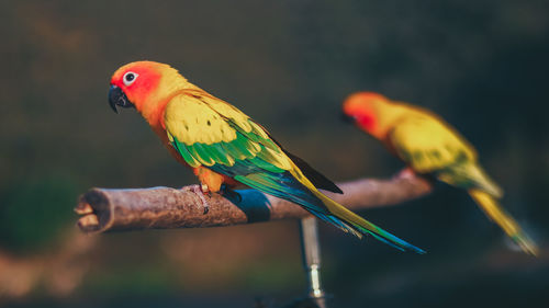 Close-up of parrot perching